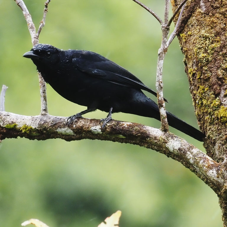 Blackish Cuckoo-shrike