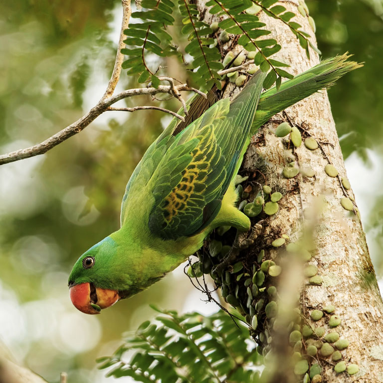 Blue-naped Parrot
