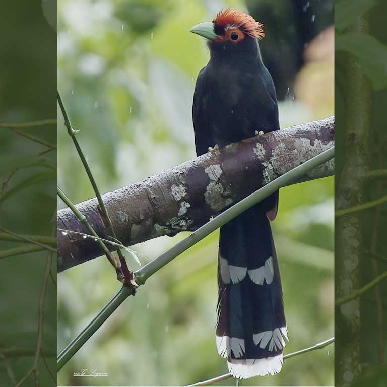 Red/Rough Crested Malkoha
