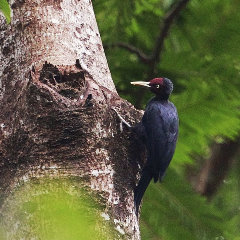 Sooty Woodpecker