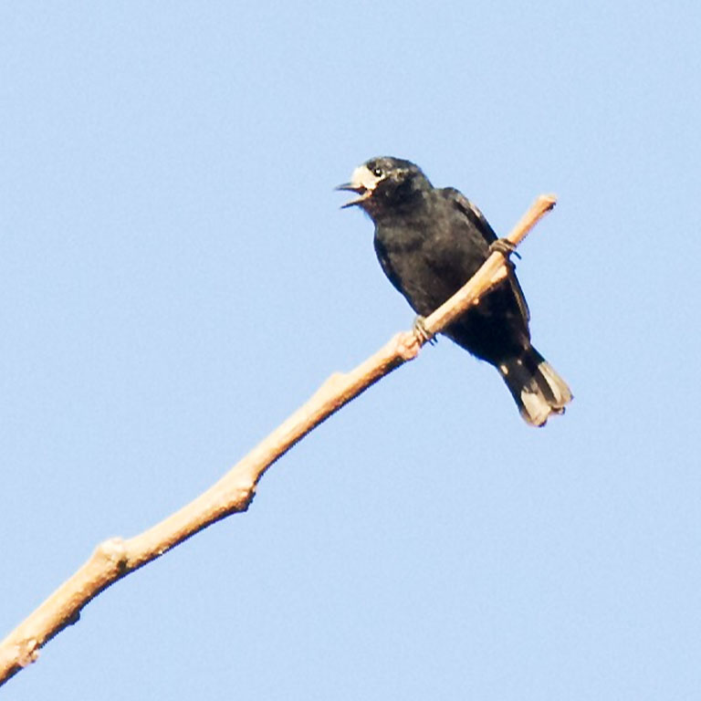 White-fronted Tit