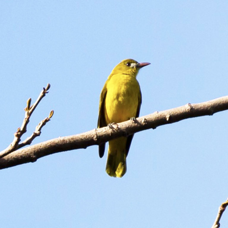 White-lored Oriole